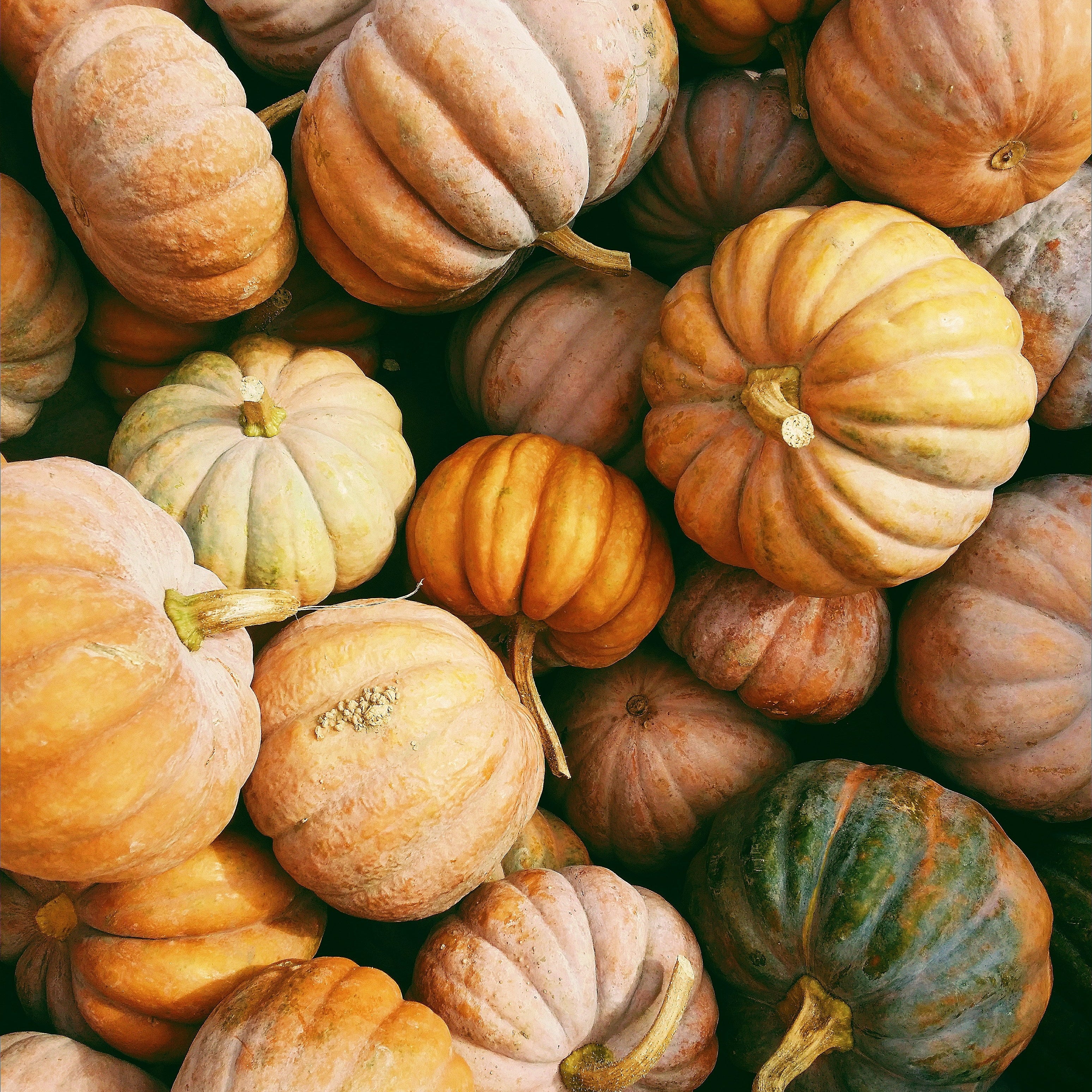 FSS Pumpkin Anti-MMP PF