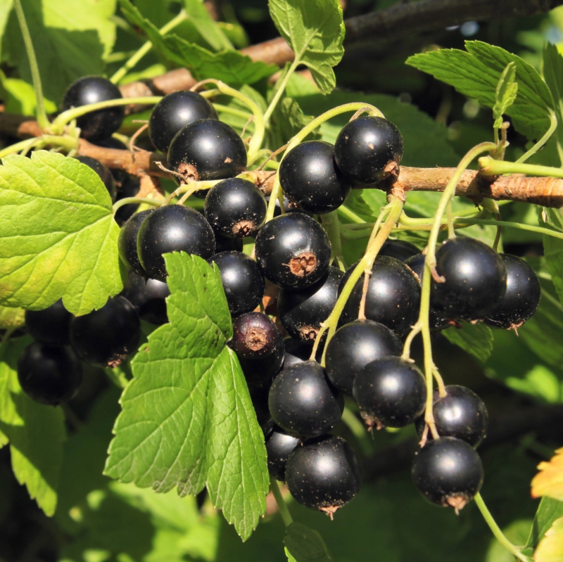 PhytoCide Black Currant Powder