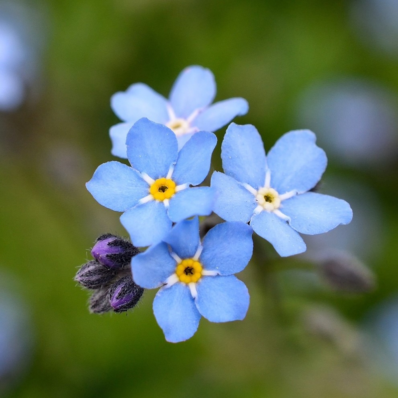 FSS Forget-Me-Not & Geranium Extract OS